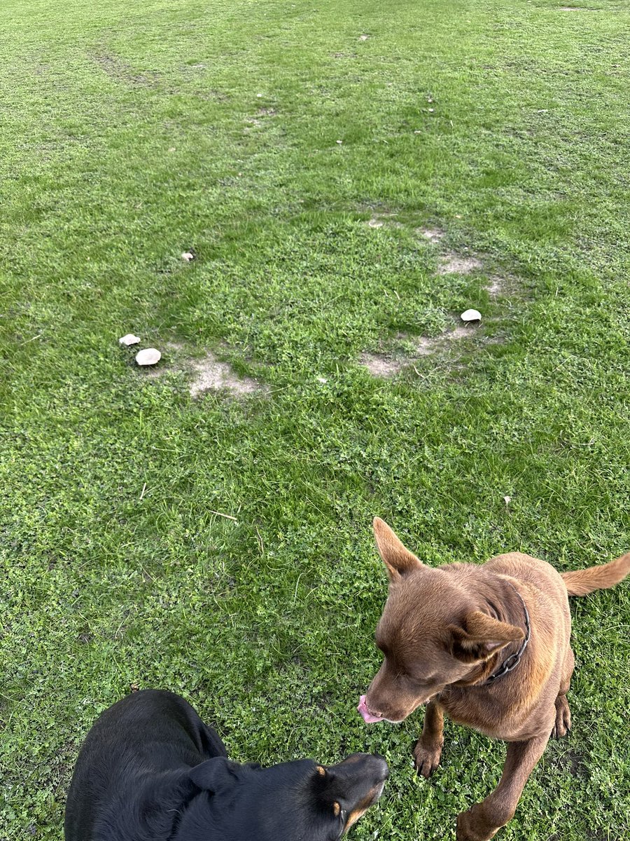 TennilleNorrish's tweet photo. Mushroom Fairy Circles. 🍄‍🟫🧚🤔,
A fungus, releasing a chemical that kills the grass in the shape of a circle????  I’m sure there are some ‘old wives tales’ out there as well…..

#agchatoz https://t.co/LNPdEz0ILJ