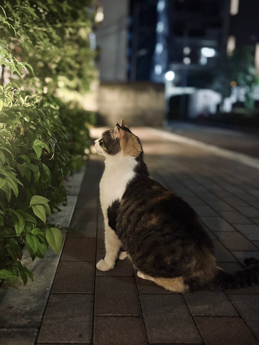 ReGeo🧊(れじお) tweet media