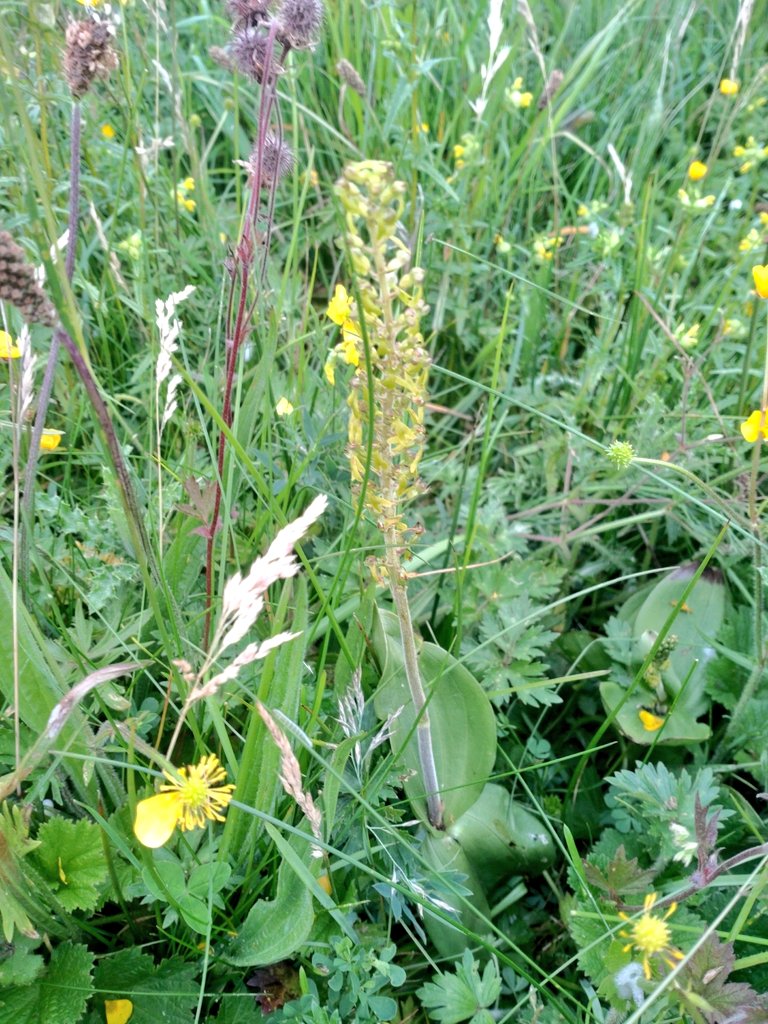 Jonathan Grey (@profjgrey) on Twitter photo With the rain, some of our <a href="/LothersdaleWG/">Wild About Lothersdale</a> fostered #village #livingverges have sprung into life bringing new surprises. We've only scattered #YellowRattle seed here but now have ragged robin & common twayblade to add to the water avens, marsh marigold etc
<a href="/Love_plants/">Plantlife</a> <a href="/BSBIbotany/">BSBI: Botanical Society of Britain & Ireland</a> With the rain, some of our <a href="/LothersdaleWG/">Wild About Lothersdale</a> fostered #village #livingverges have sprung into life bringing new surprises. We've only scattered #YellowRattle seed here but now have ragged robin & common twayblade to add to the water avens, marsh marigold etc
<a href="/Love_plants/">Plantlife</a> <a href="/BSBIbotany/">BSBI: Botanical Society of Britain & Ireland</a>