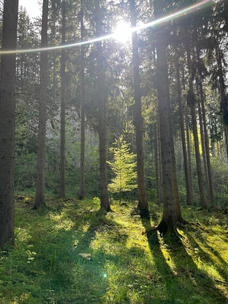 RAY_Lighting_'s tweet photo. See this little tree? Why is it thriving so well in this precise spot in the forest? Natural sunlight. You deserve to live like this. 💡 Is it time to change your LEDs to full spectrum?
💡
#RAYlighting #Lifeinyourbestlight #lightingdesign #fullspectrumLED #sunlightinside https://t.co/omtlMYOqaS