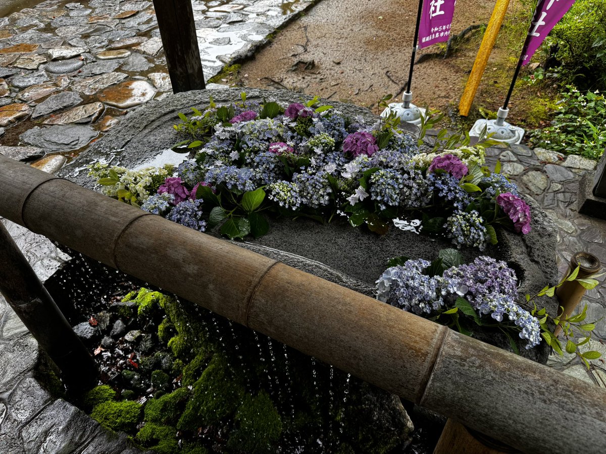 氏子の方が庭の紫陽花で花手水を活けて下さいました。
#櫻井神社
#花手水