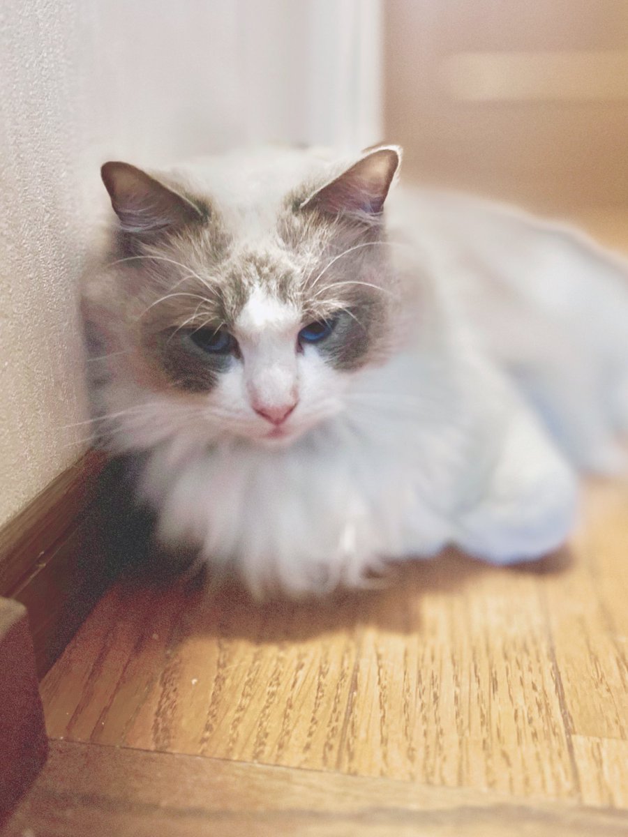 絵に描いたようなうちの子