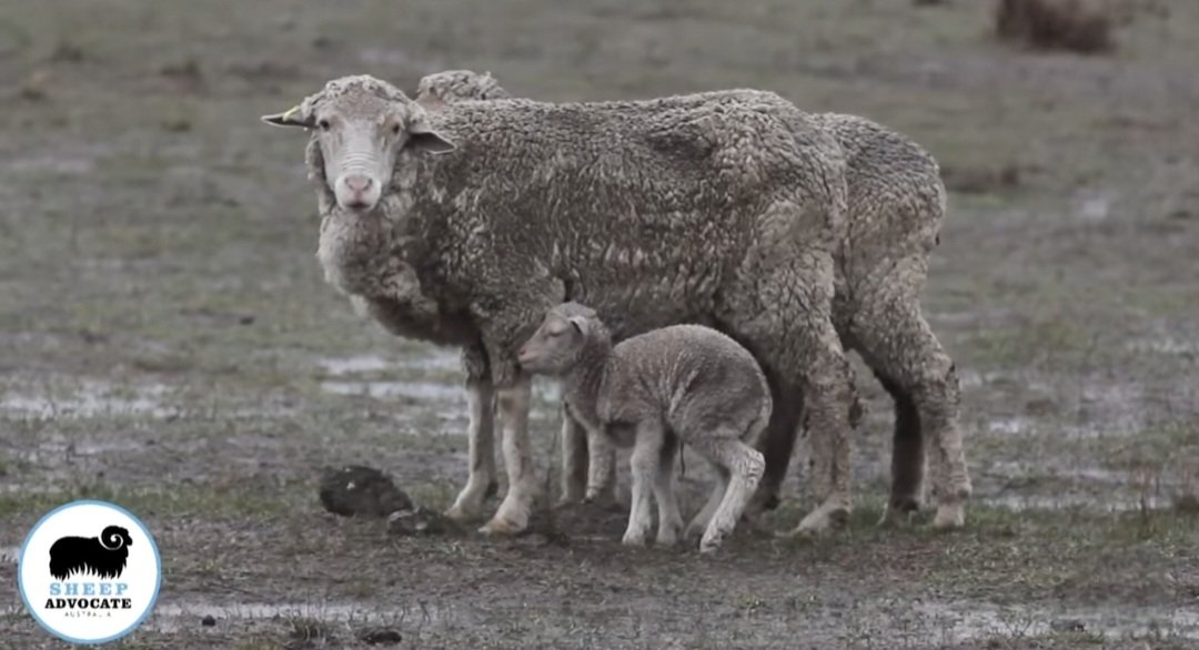 - Sheep Advocates Australia-Victoria 
form.jotform.com/25059113764205…