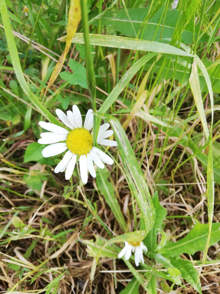Good morning, walking and a little 🏃🏻‍♀️. Time to relax because it will be very warm🙀  take all good care of yourself🙏 #SaturdayVibes  #summer #nature #flower