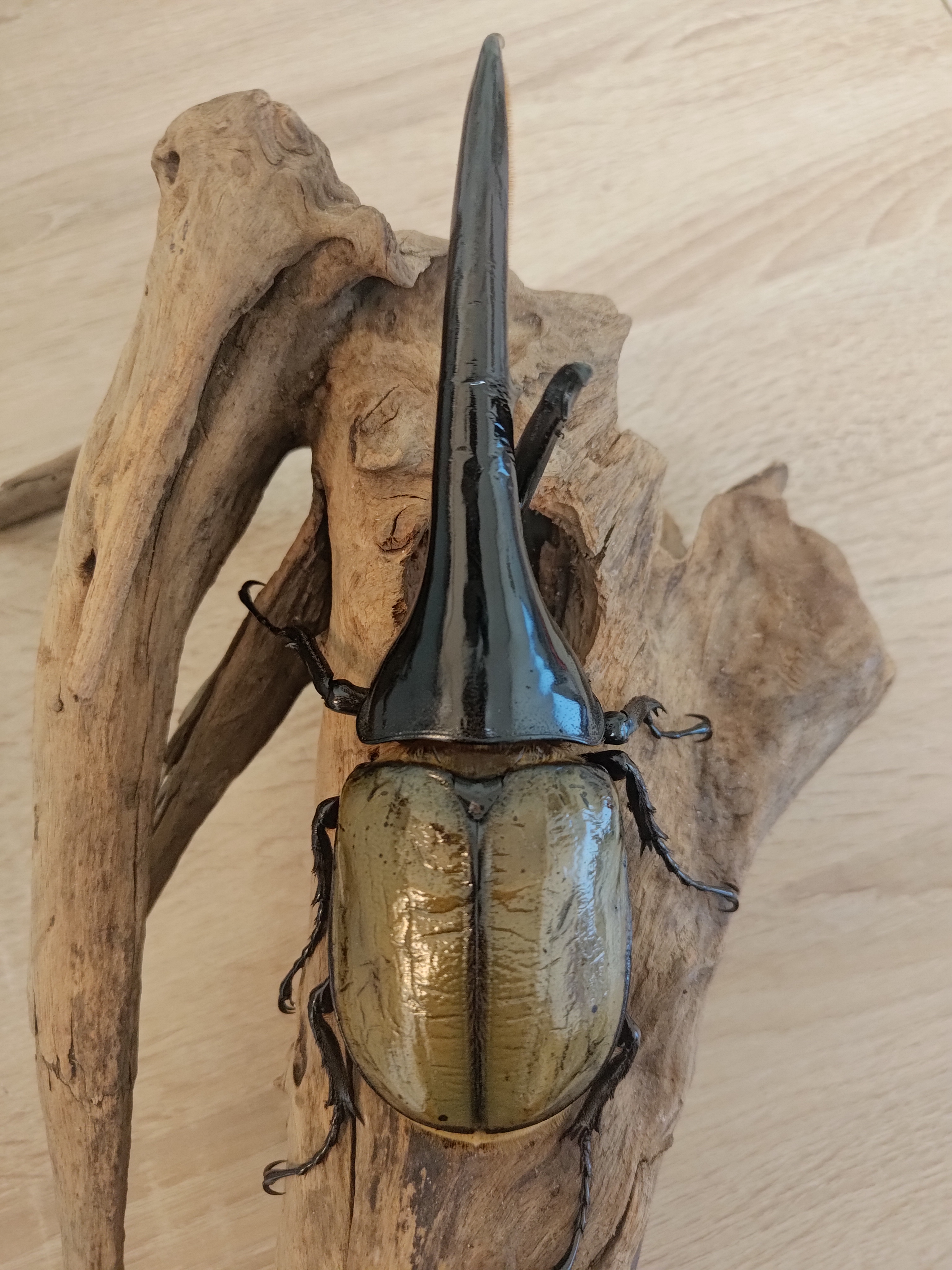 マタレオンヘラクレス3亜種 ANIA AS-38 Hercules Beetle | ANIA Animal Adventure | Limited