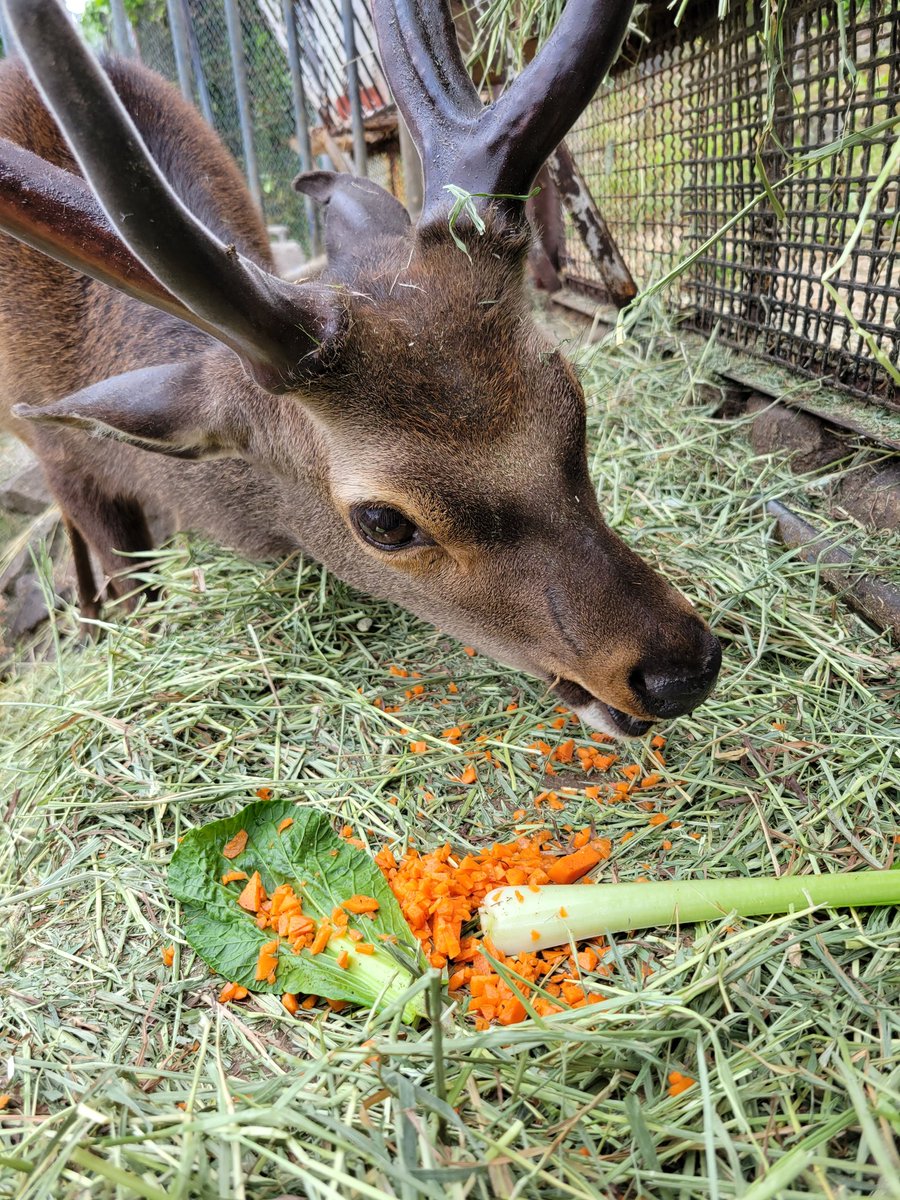 6/14はフク10才のお誕生日🎉
飾っている最中に他の子たちからの妨害を受けましたがなんとか💦
女の子たちに全部食べられちゃうのでフクちゃんの所までお届け🥕

これからもよろしくね☺️

今年生まれの子の名前募集は20日まで‼️

#茶臼山動物園
#城山動物園
#ニホンジカ
#フク
