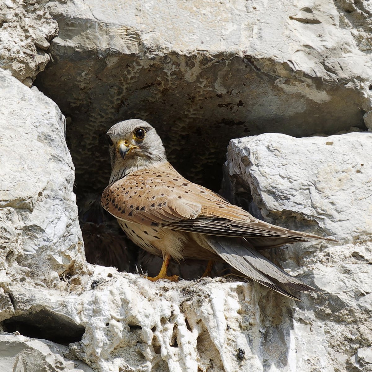 Madame et monsieur faucon crécerelle au ravitaillement pour leurs fauconneaux. Une nichée toujours tardive à cet endroit
#isere #gresivaudan #faucon