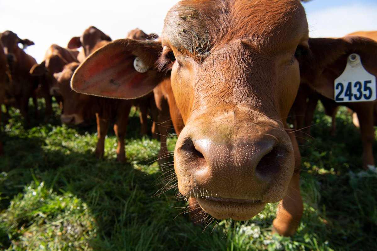 FutureBeef (@futurebeef) on Twitter photo 🚨 WA beef producers — has the FutureBeef website or eBulletin helped improve your business?
Whether it’s new practices, smarter decisions, or better tools — we’d love to hear your story!
📩 Share it with us: rebecca.butcher@dpird.wa.gov.au
#WABeef #GrazingSuccess #AgStories 🚨 WA beef producers — has the FutureBeef website or eBulletin helped improve your business?
Whether it’s new practices, smarter decisions, or better tools — we’d love to hear your story!
📩 Share it with us: rebecca.butcher@dpird.wa.gov.au
#WABeef #GrazingSuccess #AgStories