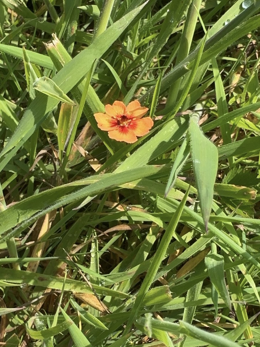 Steven Vacher (@uksvacher) on Twitter photo Sat having my lunch in the garden yesterday, so pleased with how my little pond wildflower area is doing.
Loads of bees, dragonflies and other bugs.
Pond is full of newts, snails and bugs.
Bee hotel is filling up.
We even have a Scarlet Pimpernel.
<a href="/urbanponds101/">Urbanponds101</a> <a href="/HantsIWWildlife/">Hampshire & Isle of Wight Wildlife Trust</a> Sat having my lunch in the garden yesterday, so pleased with how my little pond wildflower area is doing.
Loads of bees, dragonflies and other bugs.
Pond is full of newts, snails and bugs.
Bee hotel is filling up.
We even have a Scarlet Pimpernel.
<a href="/urbanponds101/">Urbanponds101</a> <a href="/HantsIWWildlife/">Hampshire & Isle of Wight Wildlife Trust</a>
