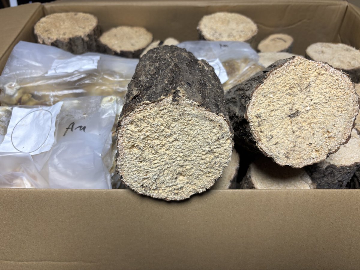 今日は久々の土曜日出勤があり先程帰宅💦

エスカラバンダさん<a href="/Escala_Banda/">Escala Banda（エスカラバンダ）</a> から依頼していた材が着弾✨
ウッディ用の材の補強とシカクワガタ用の材がなくなってきたので今回は大量に購入😎
そして新産地モセリ用にレイシ材も購入✨

毎度良質な材を送ってくださるので本当にありがたいです🙇