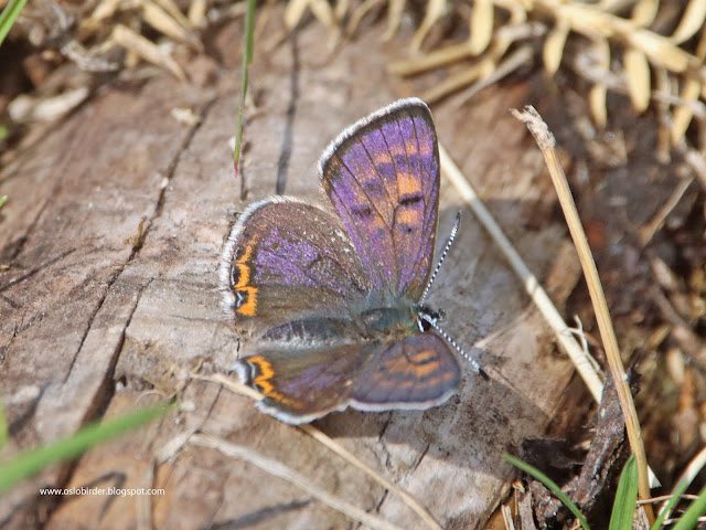 si_rix's tweet image. I’ve seen a few Violet Coppers but never before one that so lives up to its name.
This is a very scarce species in Norway but where it is found can be quite common on road verges.
