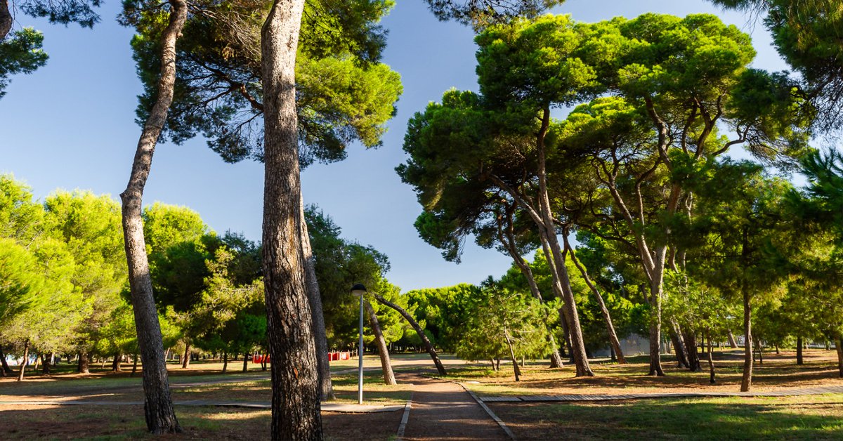 Comunitat Valenciana (@c_valenciana) on Twitter photo 🌲 El Parque del Pinar, en el Grao de #Castelló, es perfecto para pasear, desconectar o hacer un picnic bajo los pinos. ¡Y a dos pasos de la playa!
<a href="/turcastellon/">Turismo de Castellón</a> | #ActitudMediterránea 🌲 El Parque del Pinar, en el Grao de #Castelló, es perfecto para pasear, desconectar o hacer un picnic bajo los pinos. ¡Y a dos pasos de la playa!
<a href="/turcastellon/">Turismo de Castellón</a> | #ActitudMediterránea
