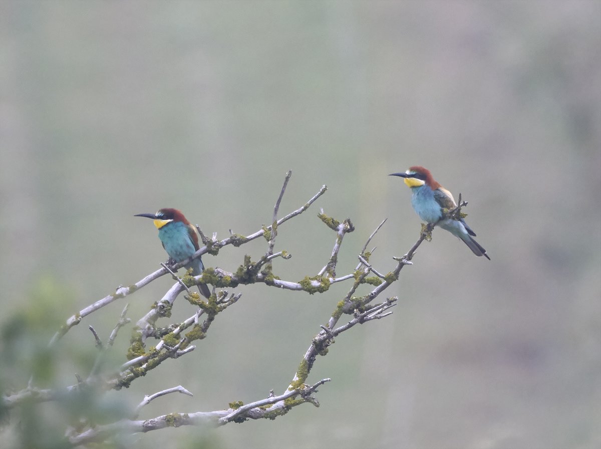 Beachy Head Birder (@beachybirder) on Twitter photo Beachy Head: 2 Bee-eaters found by Andrew Whitcomb toured various locations on the headland early this morning before heading off west at 08.45hrs. 🔥 <a href="/SussexBirding/">Sussex Birding</a> Beachy Head: 2 Bee-eaters found by Andrew Whitcomb toured various locations on the headland early this morning before heading off west at 08.45hrs. 🔥 <a href="/SussexBirding/">Sussex Birding</a>