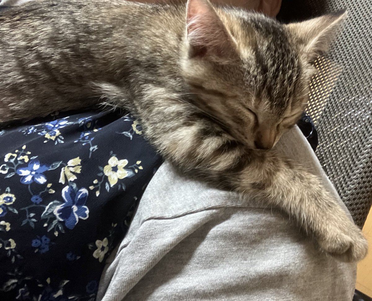 実家に新しくお迎えした猫ちゃんに会ってきたー︎💕︎︎
初めて会ったけど懐いてくれて嬉しい✨

癒されたぁ☺️