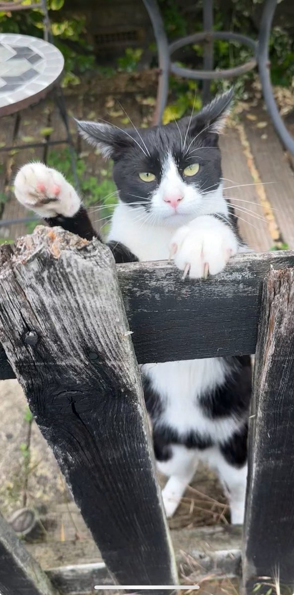 Just met a lovely cat in Hertford. 
Turned out to be a nazi.