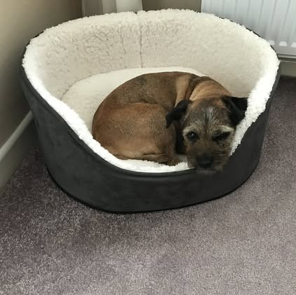 millypod1's tweet photo. 🆘12 JUN 2025 #Lost Mabel #ScanMe #BTPosse
Border Terrier Female
#HazelGrove area of #Stockport #SK7
Escaped out of harness after returning home after walk. She is very nervous but very friendly.
https://t.co/gYvQS4EqsM https://t.co/N8hp59wnPl