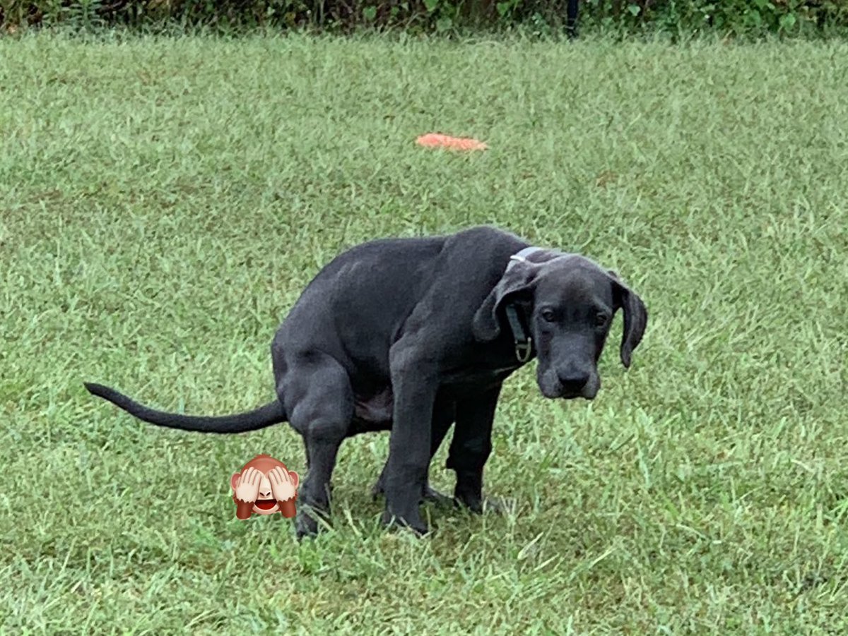 OdentheDane's tweet image. 子犬時代も今もカオナシの第二形態みたい
 #犬のうんチングポーズ選手権