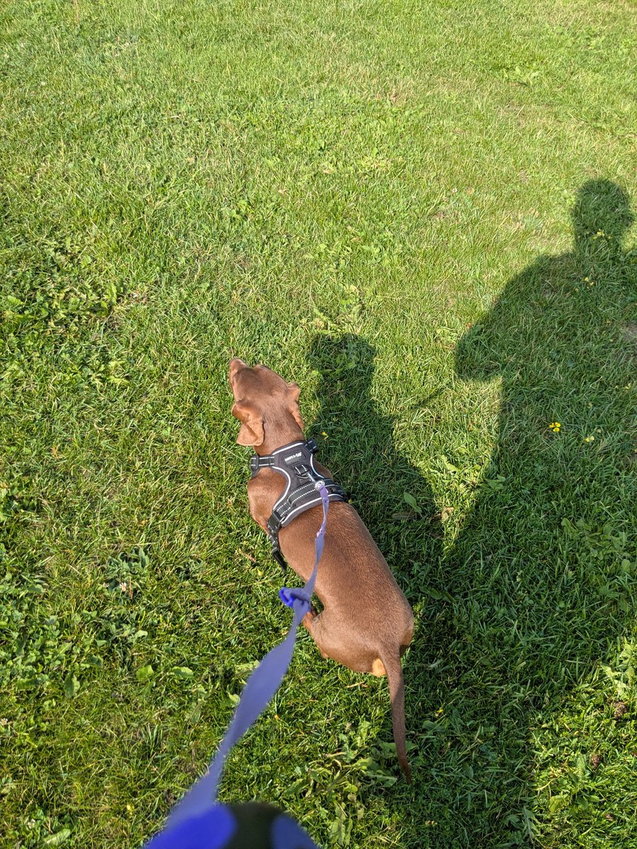 Sammy_UK's tweet photo. Ralph smashing his 5k this morning.  🐾🏃🏼‍♂️ https://t.co/Y6g4OxrRdR