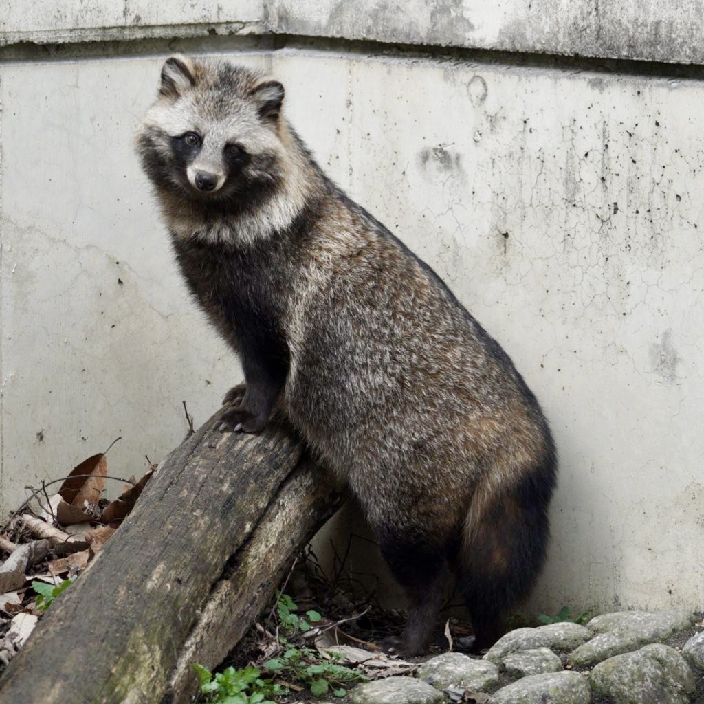 yoshinori_zoo's tweet image. #このタグを見た人はめっちゃ可愛いタヌキを貼って
#あこ