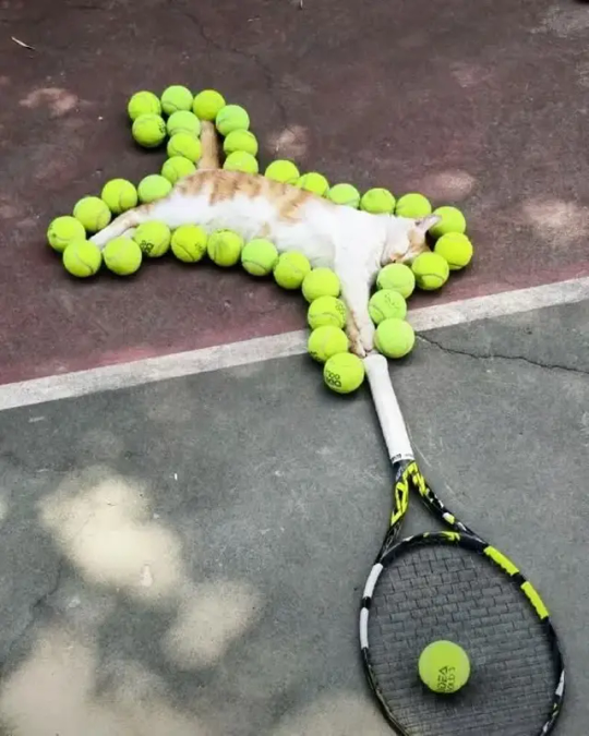 DivulgoConAnsia's tweet image. Il paradosso del gatto di #Sinner, ideato da Jannik Sinner, è un esperimento mentale che evidenzia i paradossi del #tennis quantistico. Un gatto addormentato su un campo da tennis: applicando le regole della #FisicaQuantistica al tennis, si ottengono risultati imprevedibili.
