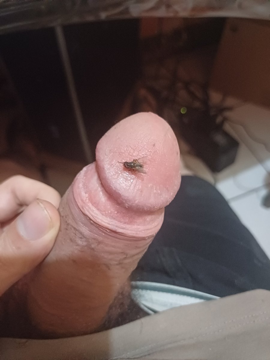 redhatserif's tweet photo. There is a fly on my dick
It feels delicious how it sucks up small smegma particles omg! 🤤🥴😩
#precum #leaking #leakingdick #cock #dick #hardcock #goon #gooner #nutting https://t.co/EIOklNBPCS