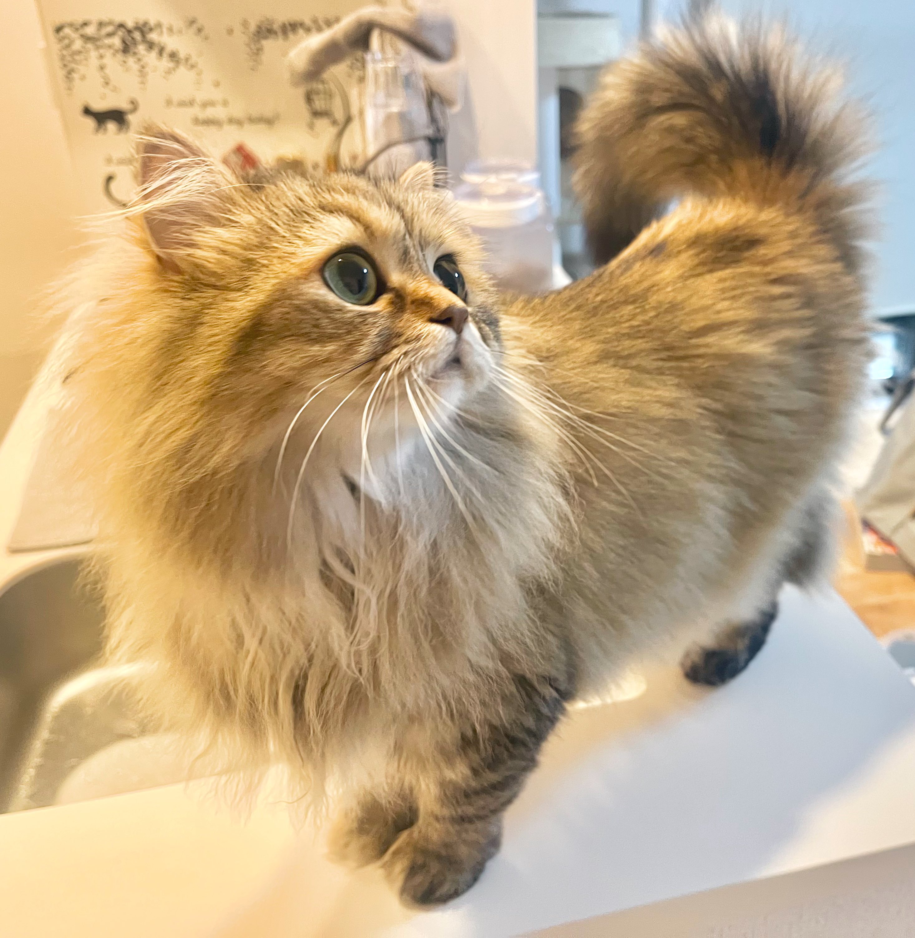 おこげ🐾サイベリアン on X: 