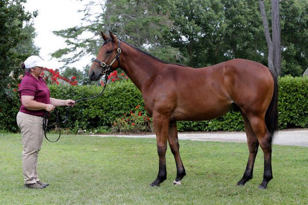 Mark Baker (@hallmarkstud) on Twitter photo Hello Romeo was convincing winning first up since the Karaka Millions, taking out the 2YO Sportsbet Jockey Watch Handicap at Sandown today ππΌ
We presented him in our Karaka 2024 Book 1 draft for Jomara Bloodstock, selling to <a href="/lindsayparkrace/">Lindsay Park Racing</a> for $150k
Congrats to all connections! Hello Romeo was convincing winning first up since the Karaka Millions, taking out the 2YO Sportsbet Jockey Watch Handicap at Sandown today ππΌ
We presented him in our Karaka 2024 Book 1 draft for Jomara Bloodstock, selling to <a href="/lindsayparkrace/">Lindsay Park Racing</a> for $150k
Congrats to all connections!