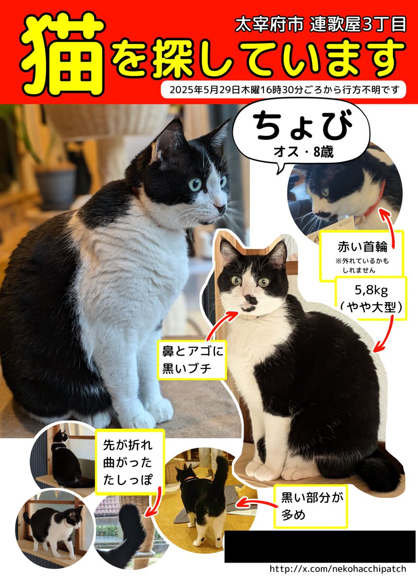 猫のちょびを探しています (@nekohacchipatch) / Posts / X