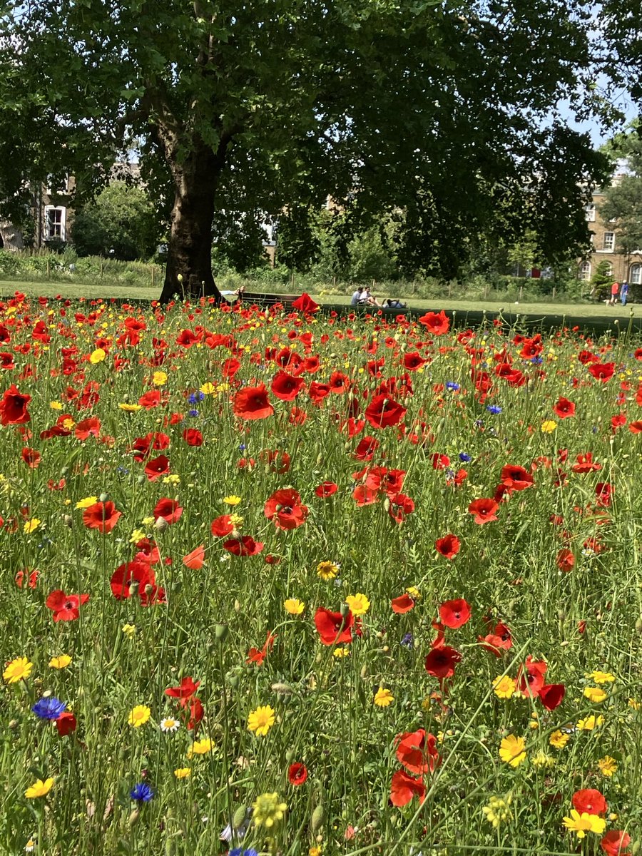 Thank you ⁦<a href="/hackneycouncil/">Hackney Council</a>⁩ for the beautiful wildflower meadow in London Fields. So many people enjoying the flowers and bees and butterflies in the sunshine this morning after last night’s rain