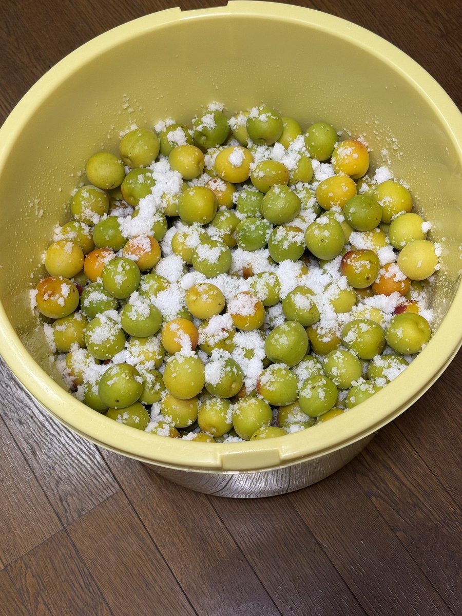 _anrakuji's tweet photo. 本年も梅干しを。母方の祖母から伝わるレシピ。梅干しも納豆も好き嫌いが分かれますが大切にしたい味わい。 #梅干し #納豆 #梅雨 #梅 #梅酢 #ゆかり #元三大師 #茨城 #常総市 #厄除け #方位 #御朱印 #限定御朱印 https://t.co/1Tt8KcPmjP