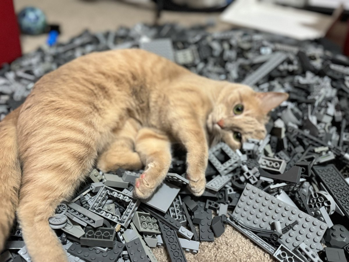 Happy Caturday from Winnie and Zoey!      #Caturday