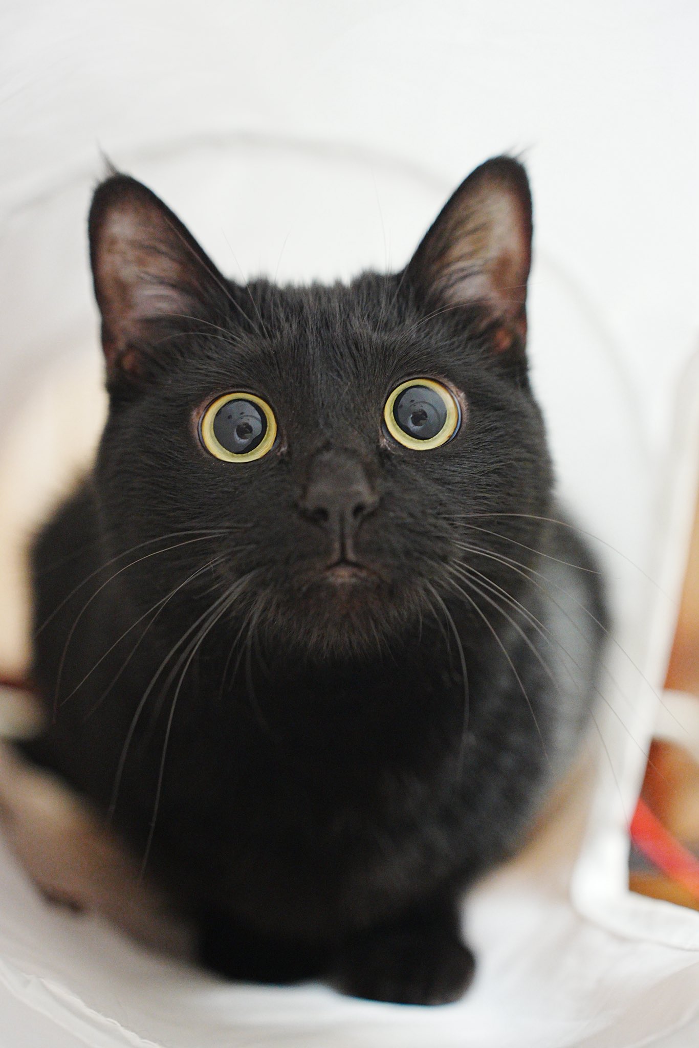 黒猫つくねちゃん太しっぽ on X: 