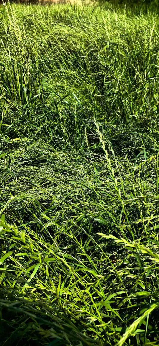 #openseatouchgrass