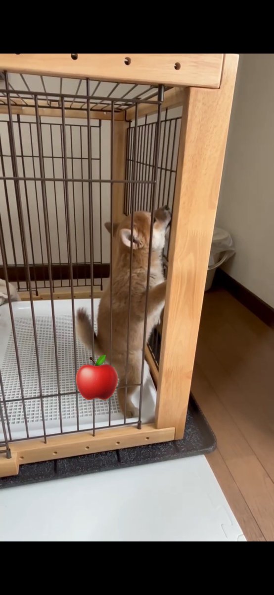 5296loveTf52's tweet image. 家のトイレでは立ちウン、立ちション
（女の子です）

#犬のうんチングポーズ選手権