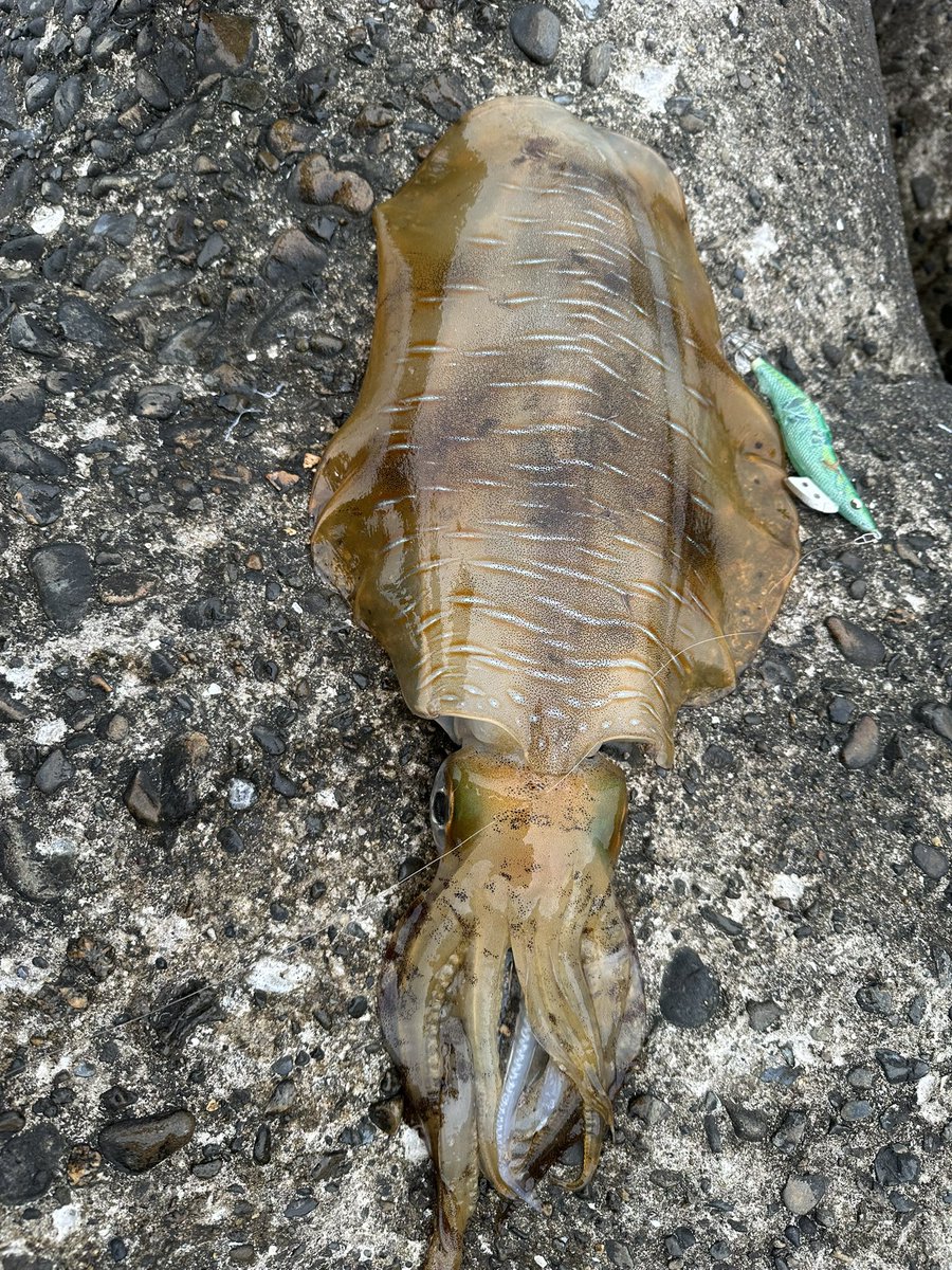 breaden623's tweet image. やっとホゲり脱出😭
久しぶりの🦑