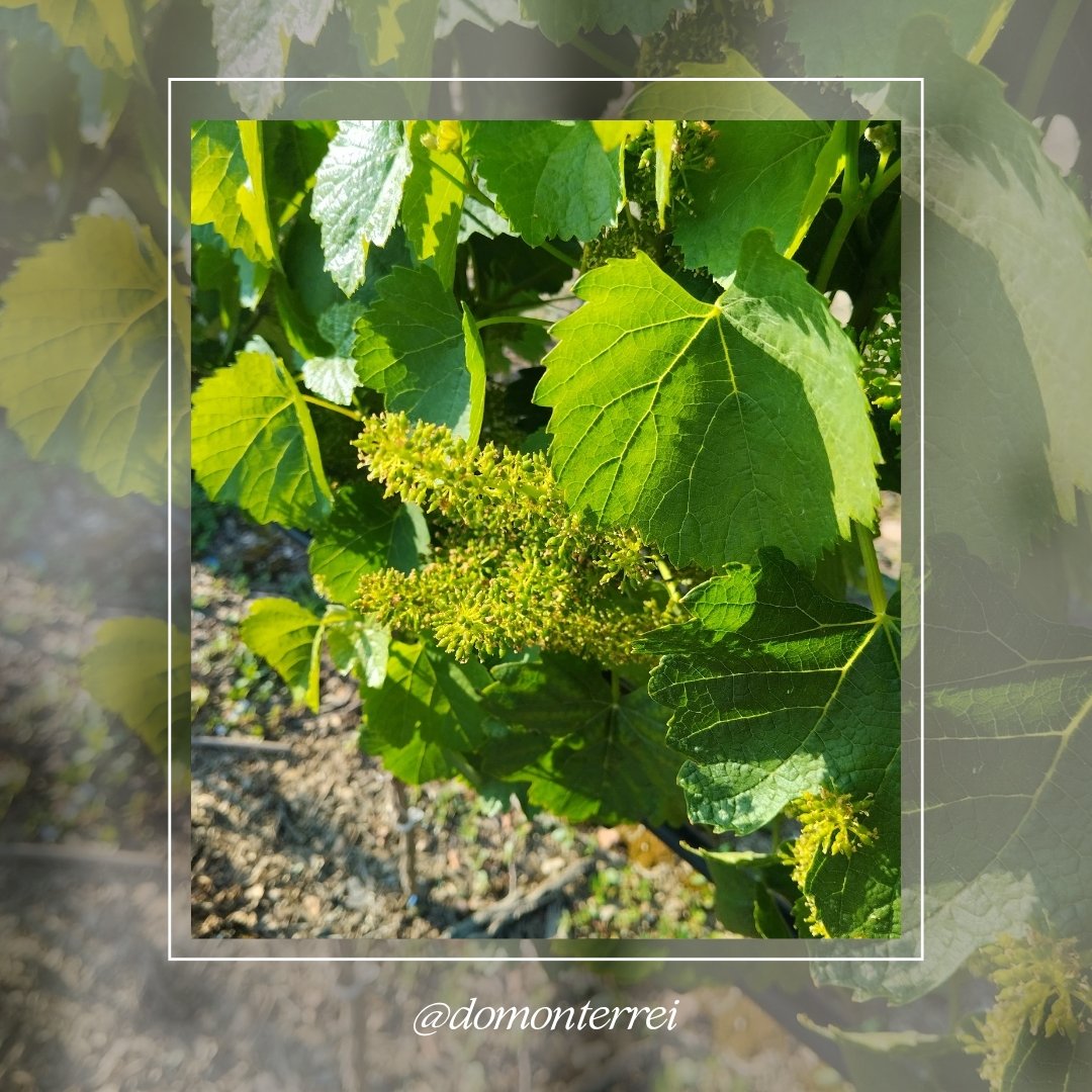 O que vén de camiño 🌱🌱

#DOMonterrei #Nonlledeasmáisvoltas