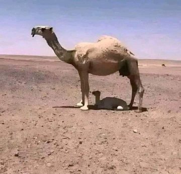 आखिर माँ तो माँ होती हैं ❤️
#motherslove