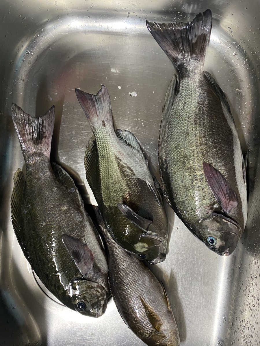 kotetu729's tweet image. 今日はウキの水没を見たいから半誘導しばり！
40アップも出て満足！