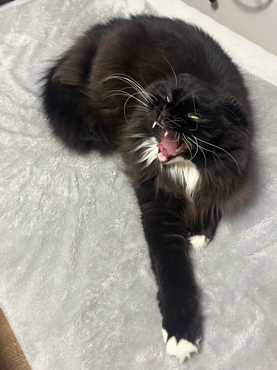 unagineko_una's tweet image. 範馬うな次郎
 #猫の変顔コンクール