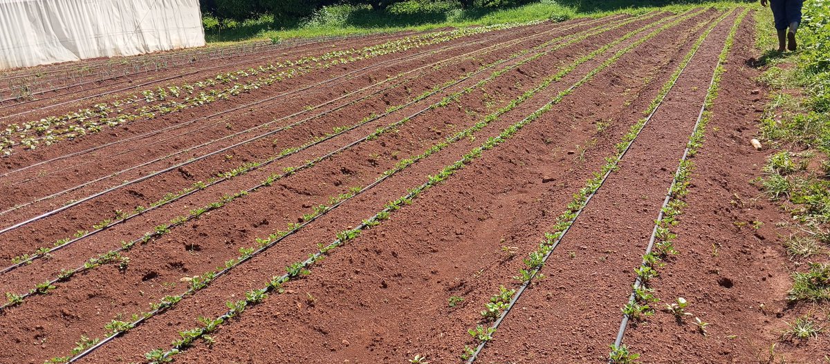 Alex Kimutai (@siralexkimutai) on Twitter photo In the era of Climate change, Irrigation is key in any Agricultural undertaking.
<a href="/kilimoKE/">Ministry of Agriculture & Livestock Development</a> <a href="/IrriHub/">Irri-Hub KE</a> <a href="/DrRonohpaul/">PS, Dr. Paul Ronoh</a> <a href="/NYC_YouthVoice/">National Youth Council Kenya</a> <a href="/AGRA_Africa/">AGRA - Sustainably Growing Africa’s Food Systems.</a> <a href="/ASBELKEMBOI7/">Asbel Kemboi.</a> <a href="/rodgers_kirwa/">Mr. Agriculture 👩🌾</a> <a href="/Agri_FinanceKe/">Agric Finance Corp</a> <a href="/SafaricomFDN/">Safaricom Foundation</a> <a href="/kibettnick/">Nicholas kibet</a> <a href="/kalromkulima/">KALRO</a> In the era of Climate change, Irrigation is key in any Agricultural undertaking.
<a href="/kilimoKE/">Ministry of Agriculture & Livestock Development</a> <a href="/IrriHub/">Irri-Hub KE</a> <a href="/DrRonohpaul/">PS, Dr. Paul Ronoh</a> <a href="/NYC_YouthVoice/">National Youth Council Kenya</a> <a href="/AGRA_Africa/">AGRA - Sustainably Growing Africa’s Food Systems.</a> <a href="/ASBELKEMBOI7/">Asbel Kemboi.</a> <a href="/rodgers_kirwa/">Mr. Agriculture 👩🌾</a> <a href="/Agri_FinanceKe/">Agric Finance Corp</a> <a href="/SafaricomFDN/">Safaricom Foundation</a> <a href="/kibettnick/">Nicholas kibet</a> <a href="/kalromkulima/">KALRO</a>