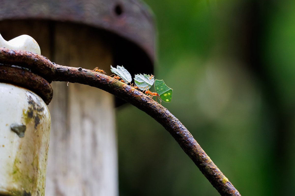 Leafcutter ants at Burger’s Zoo
