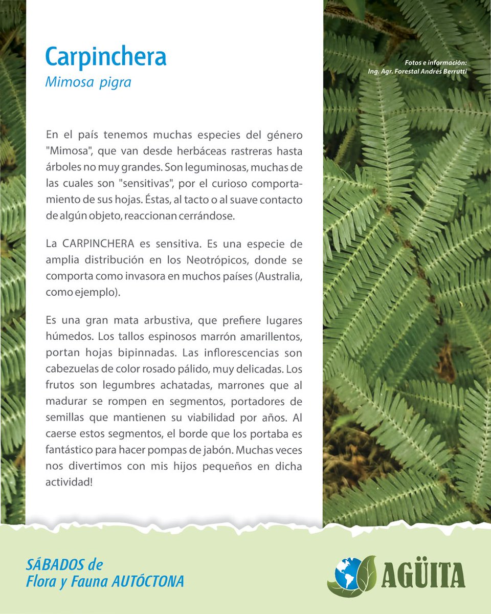 🌿 Sábados de flora y fauna autóctona 
Hoy te presentamos a la CARPINCHERA (Mimosa pigra) 

Una leguminosa sensitiva 🤲🍃 que reacciona al tacto, de delicadas flores rosadas y fruto curioso