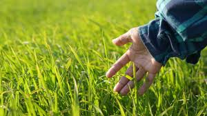 #openseatouchgrass