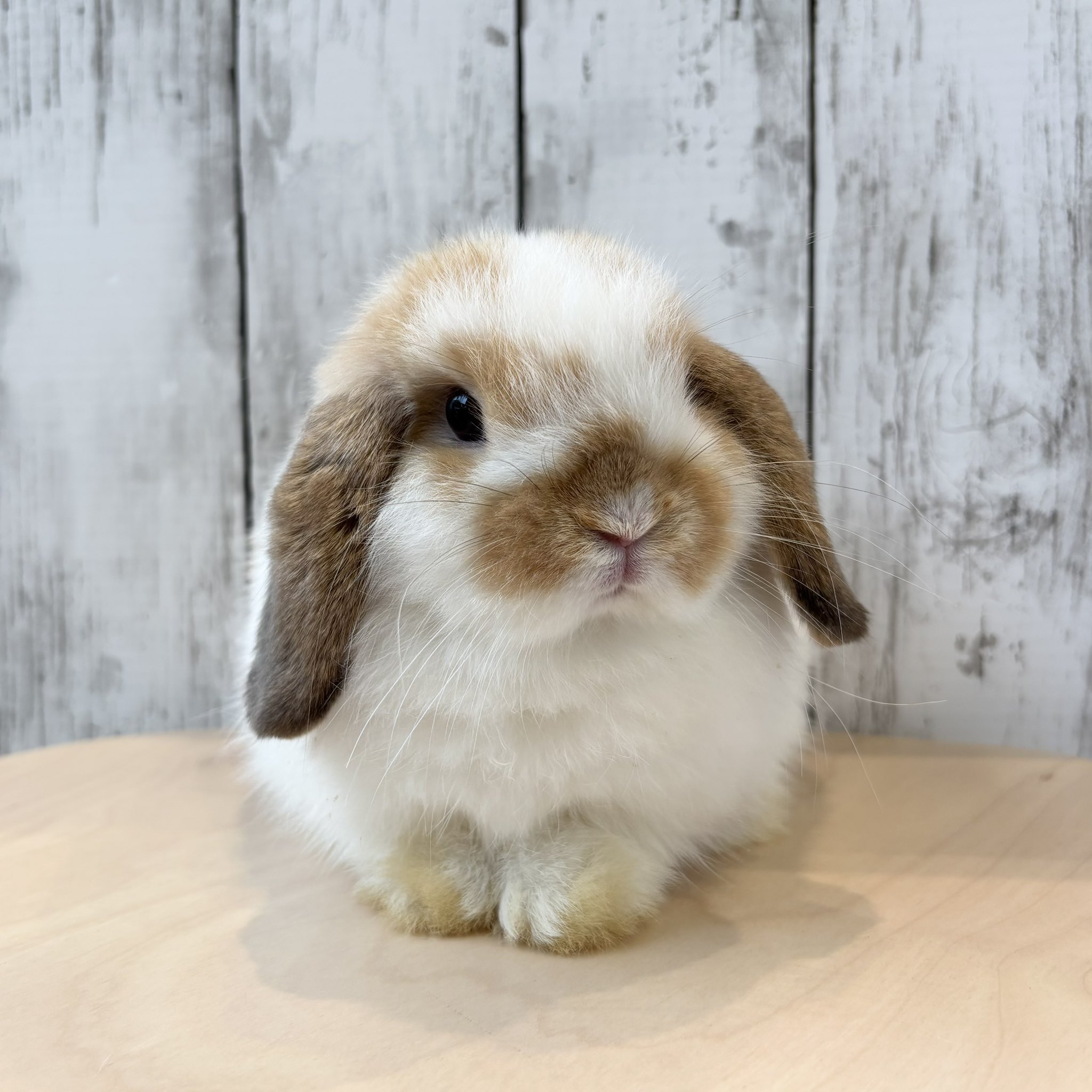 うさぎのしっぽ うさぎのフード