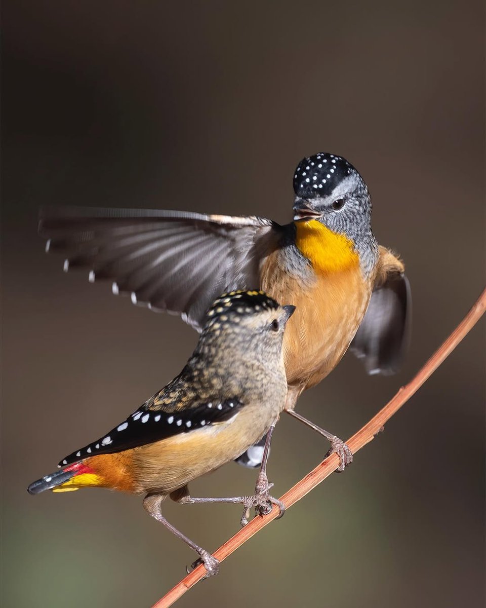 Spotted Pardalote Couple