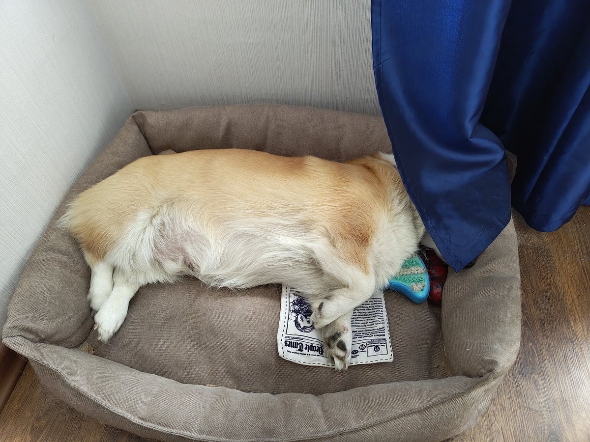 Andrey Sobolev tweet media