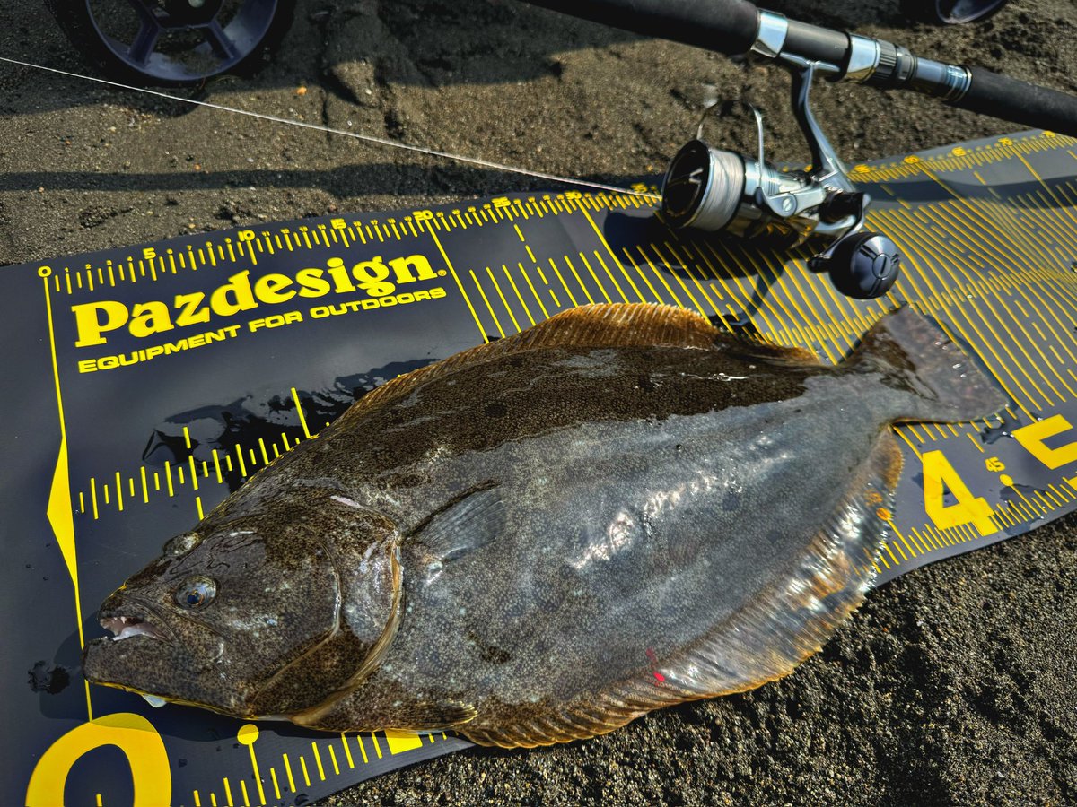 今年に入ってからどんどん増える釣具
どんどん増える釣行
ヒラメさんかっこいい