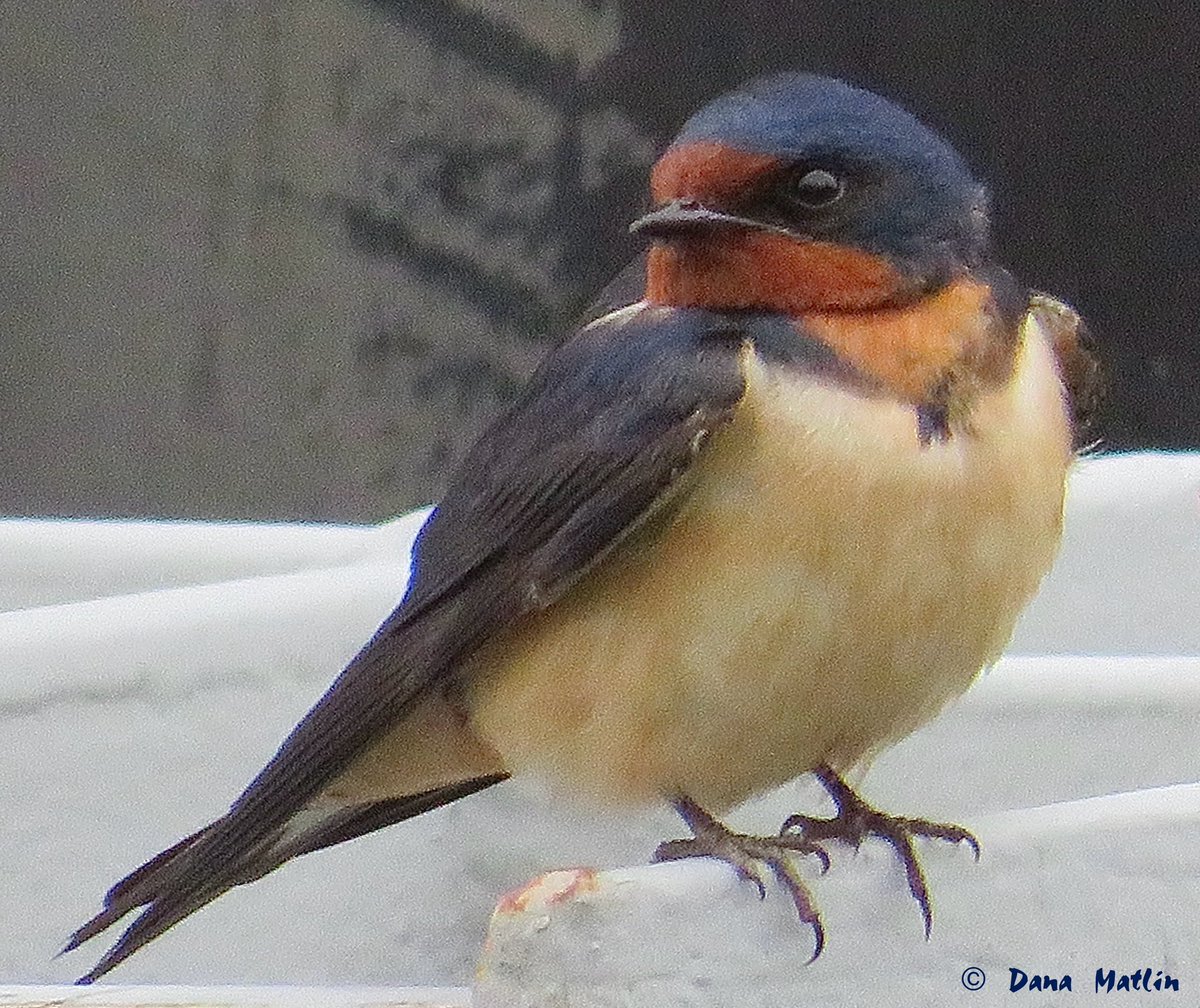 Barn Swallow at the East 90th Street Ferry Terminal. #birdcpp