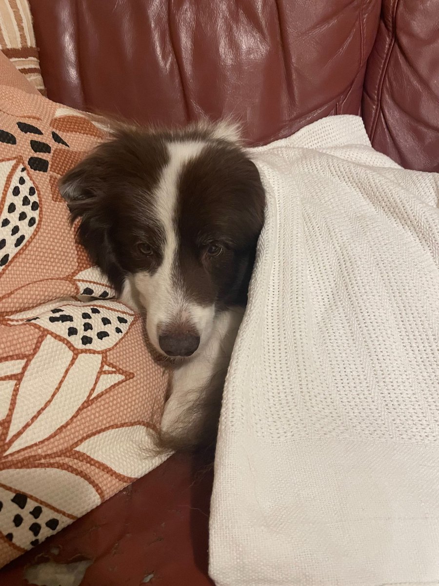 Cold night  so that's where I'm off to too. Daughters dog very comfy. Sweet dreams. Xx 🥰