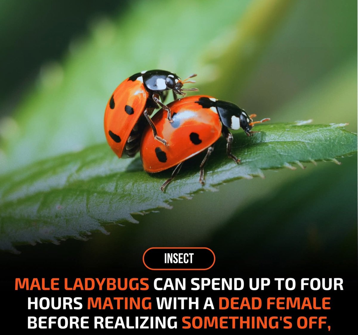 Ова ли е она "не ебам жива сила" шо го викате?